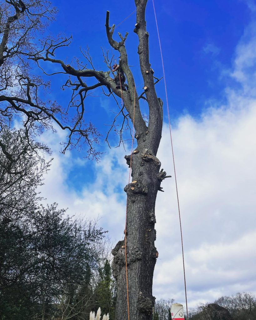 Professional Arborists and Foresters | Tree Surgery | Native Forest