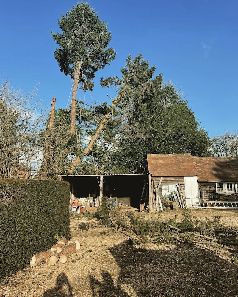 Dangerous tree removal in Haslemere