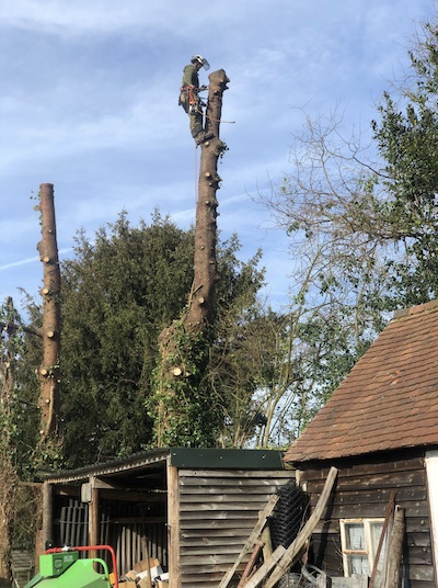 Haslemere tree surgeon removing dangerous windblown tree.