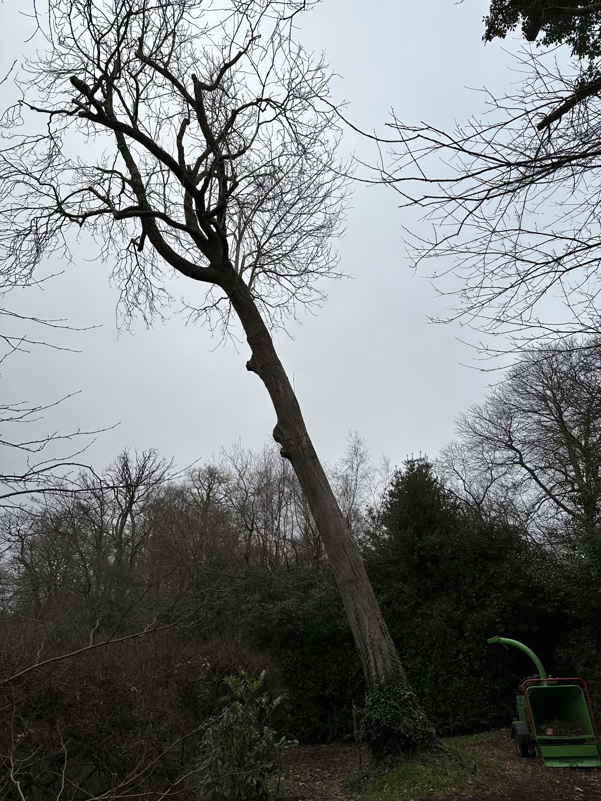 Dangerous Ash tree safely removed by qualified tree surgeons in Haslemere