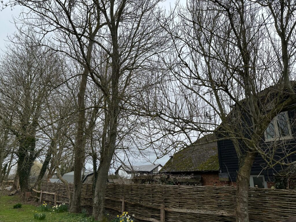 Dangerous Ash trees with Ash Dieback