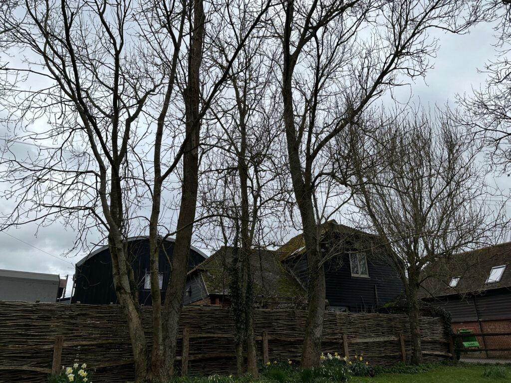 Dangerous Ash trees with Ash Dieback