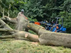 cutting up oak stem with timber grab