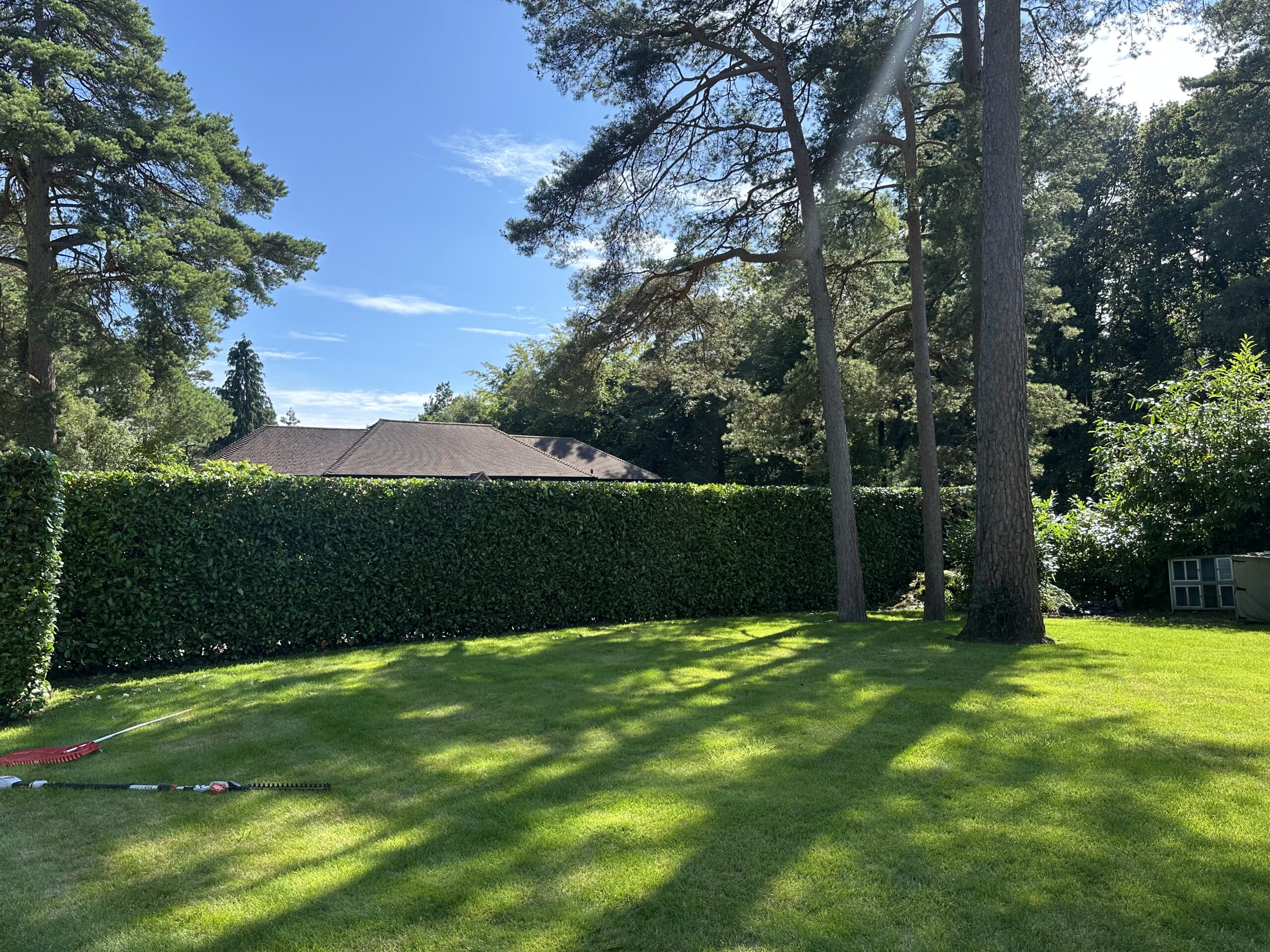 hedge cutting in Haslemere by Native Forest Ltd