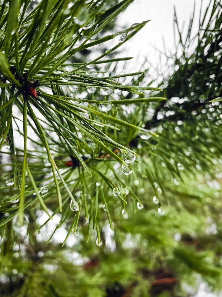 a pine tree with drops of water on it